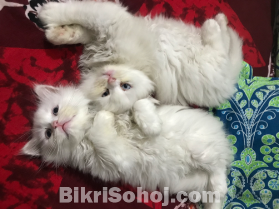 Traditional Persian Cats (1 pair)